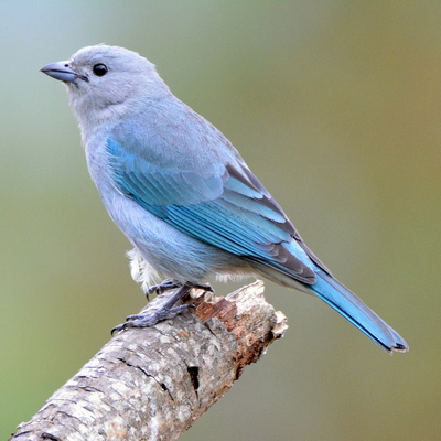 Sayaca Tanager